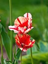 Two open Ã¢â¬ÅFlaming ParrotÃ¢â¬Â hybrid tulips.